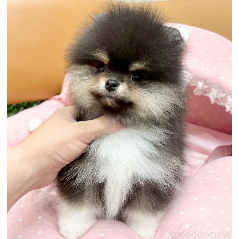 販売中の大阪府のポメラニアン-433182の5枚目