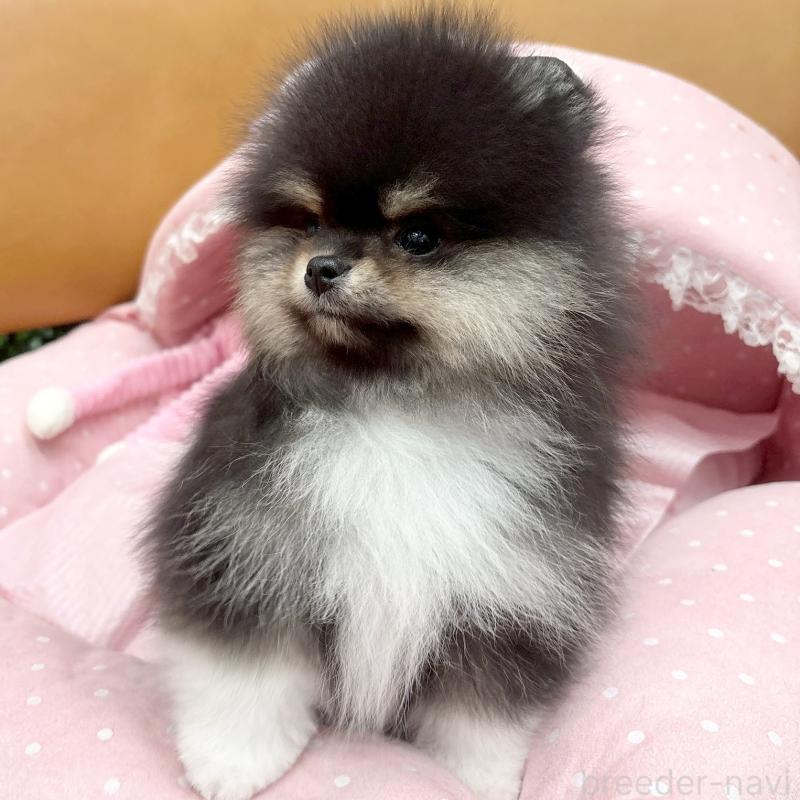 販売中の大阪府のポメラニアン-433182の4枚目