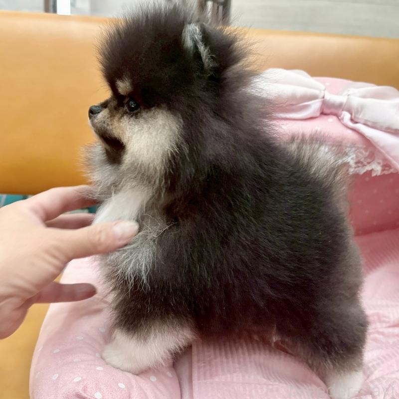 販売中の大阪府のポメラニアン-433182の3枚目