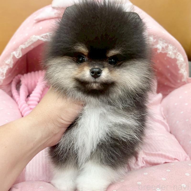 販売中の大阪府のポメラニアン-433182の2枚目