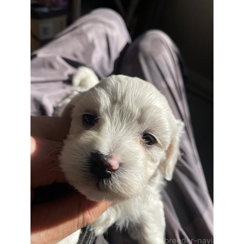 販売中の栃木県のミックス犬-427178の5枚目