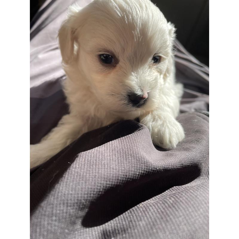 販売中の栃木県のミックス犬-427178の4枚目