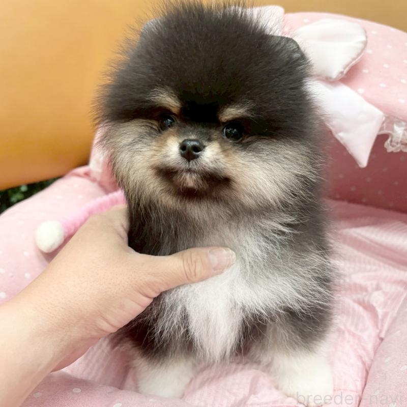 販売中の大阪府のポメラニアン-433182