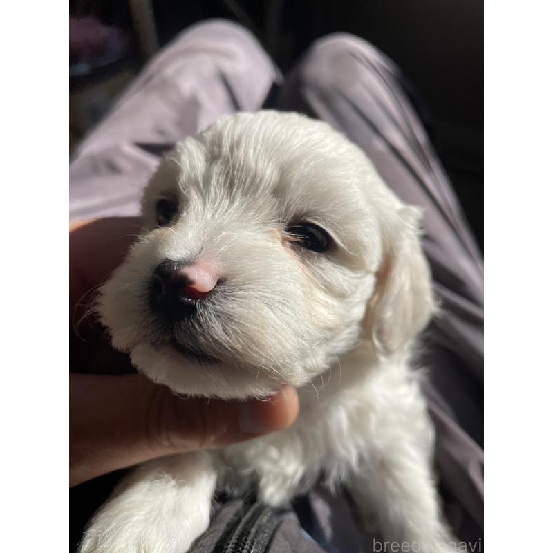 販売中の栃木県のミックス犬-427178の3枚目