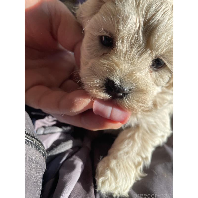 販売中の栃木県のミックス犬-427177の3枚目