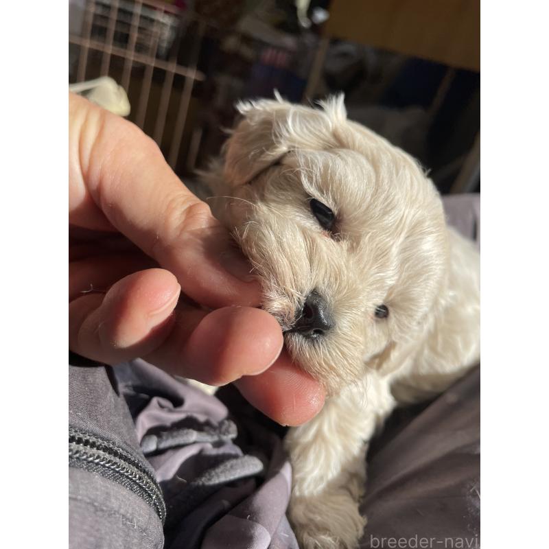 販売中の栃木県のミックス犬-427177の2枚目