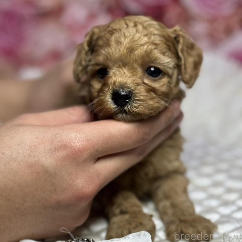 販売中の広島県のタイニープードル-433184の5枚目