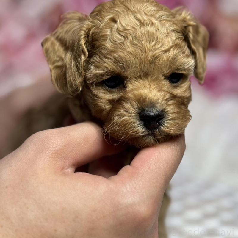 販売中の広島県のタイニープードル-433184の4枚目