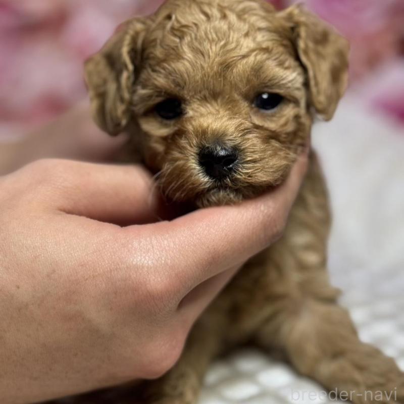 販売中の広島県のタイニープードル-433184の3枚目