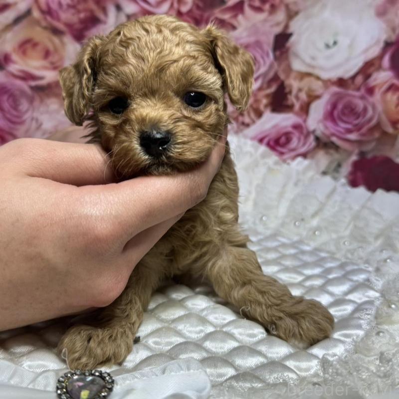 販売中の広島県のタイニープードル-433184の2枚目