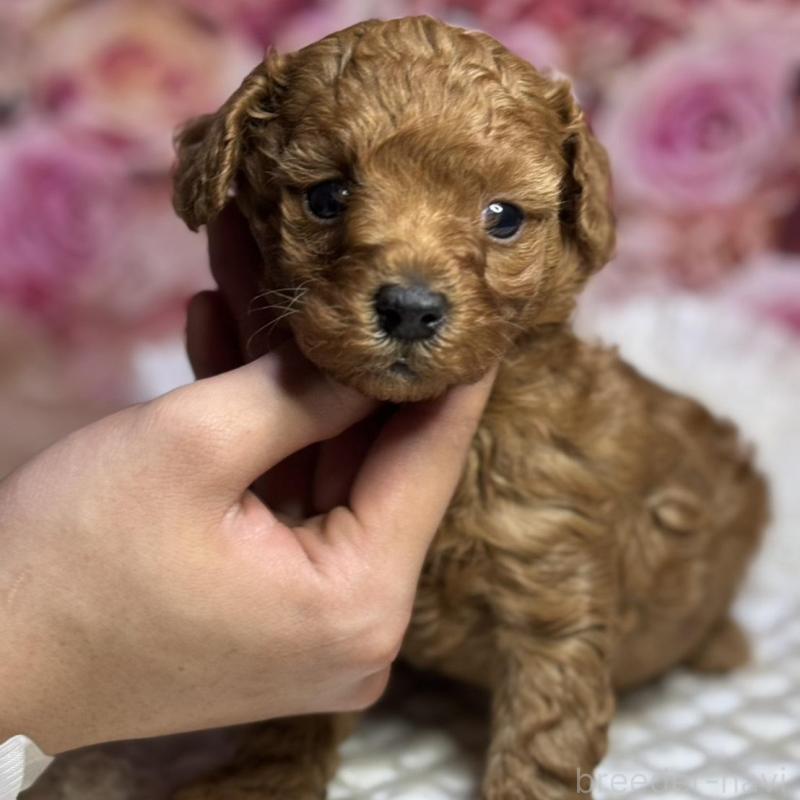 販売中の広島県のトイプードル-433186の5枚目