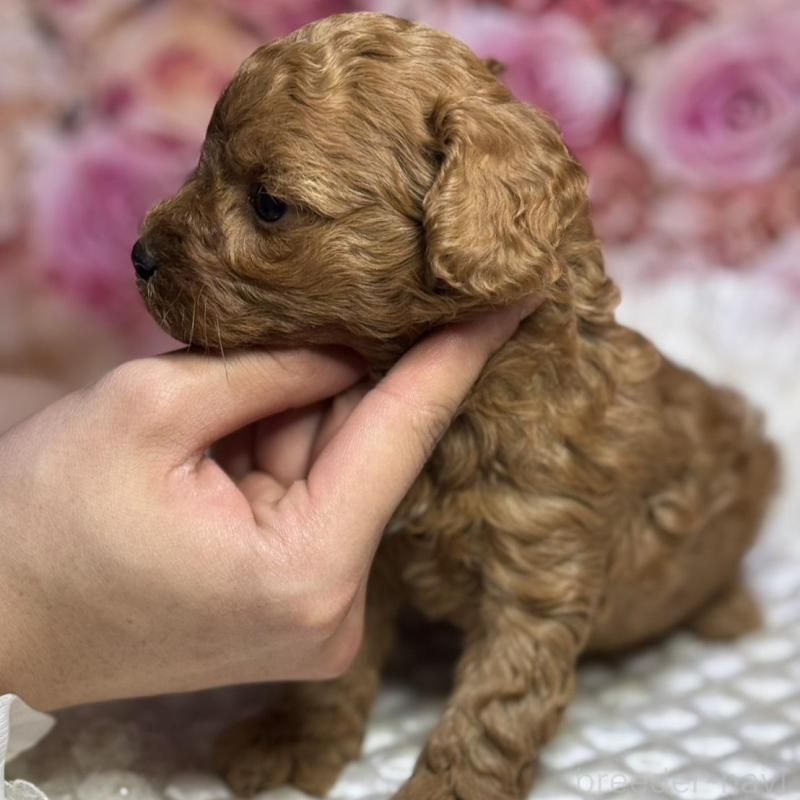 販売中の広島県のトイプードル-433186の4枚目