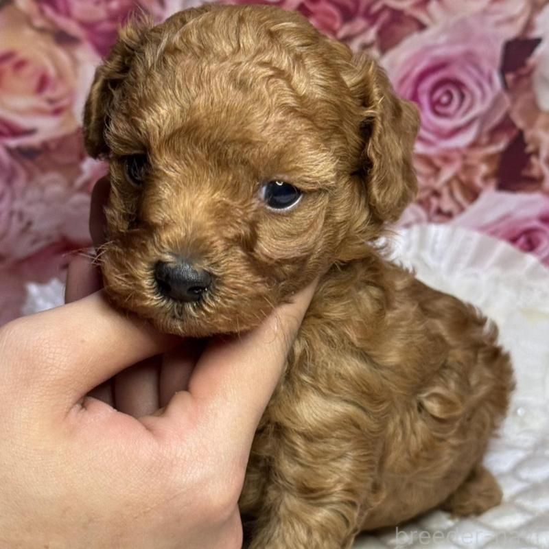 販売中の広島県のトイプードル-433186の3枚目