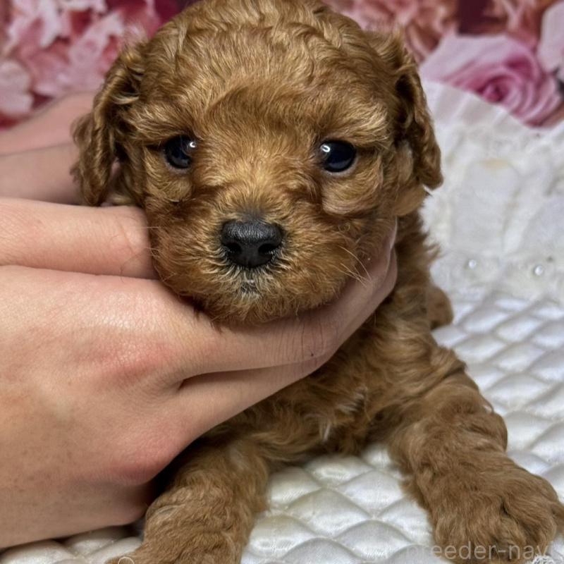 販売中の広島県のトイプードル-433186の2枚目