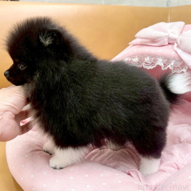 販売中の大阪府のポメラニアン-433187の8枚目