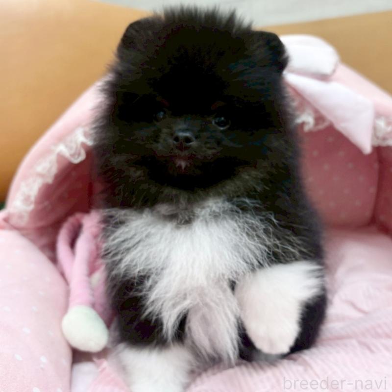 販売中の大阪府のポメラニアン-433187の7枚目