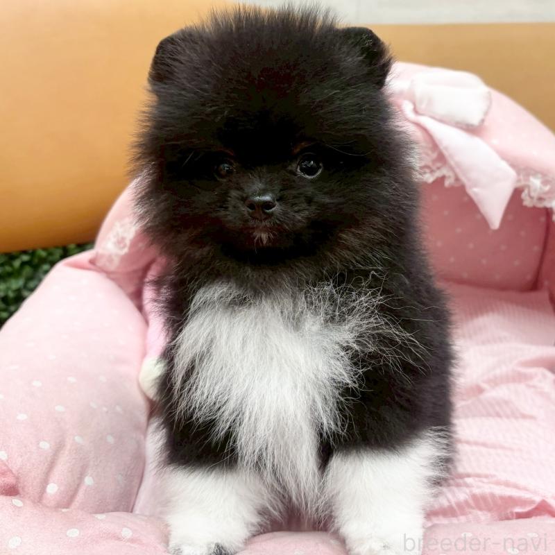 販売中の大阪府のポメラニアン-433187の6枚目