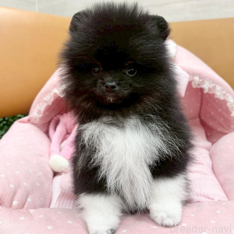 販売中の大阪府のポメラニアン-433187の5枚目