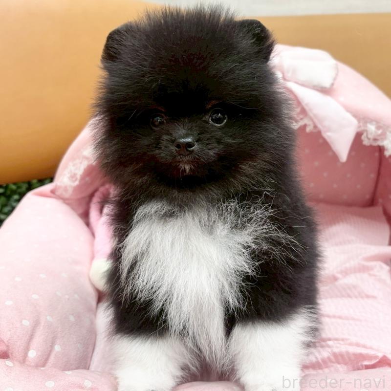 販売中の大阪府のポメラニアン-433187の4枚目