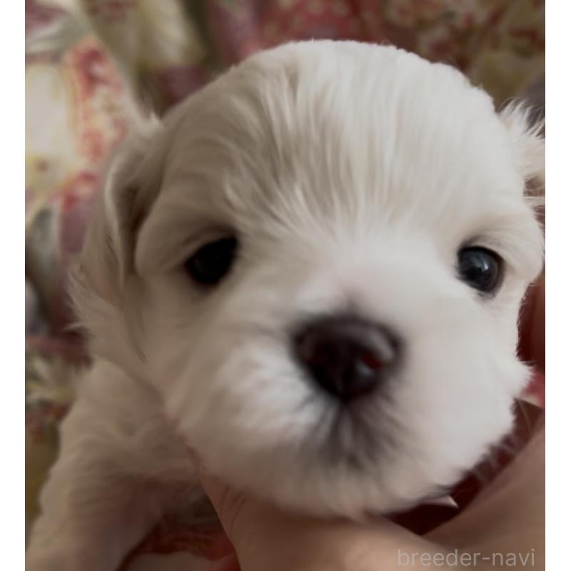 販売中の滋賀県のマルチーズ-430675の99枚目