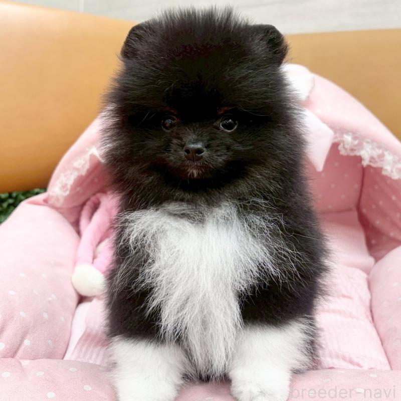 販売中の大阪府のポメラニアン-433187の2枚目