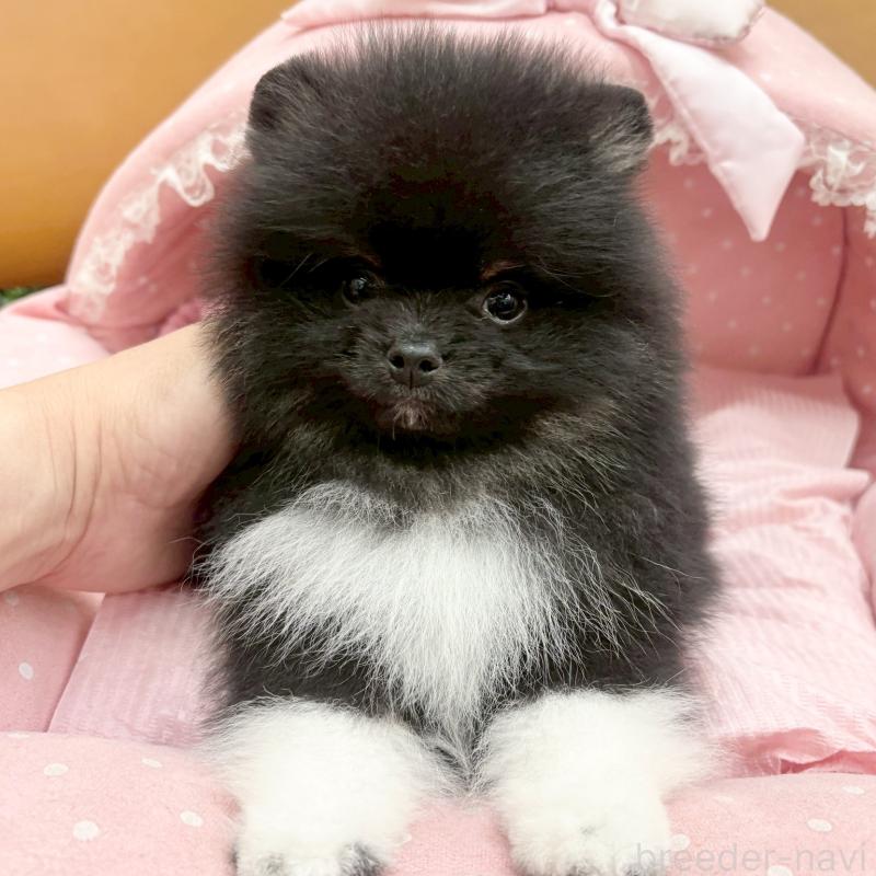 販売中の大阪府のポメラニアン-433187の1枚目