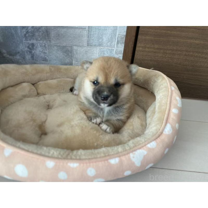 販売中の茨城県の豆柴-433189の5枚目