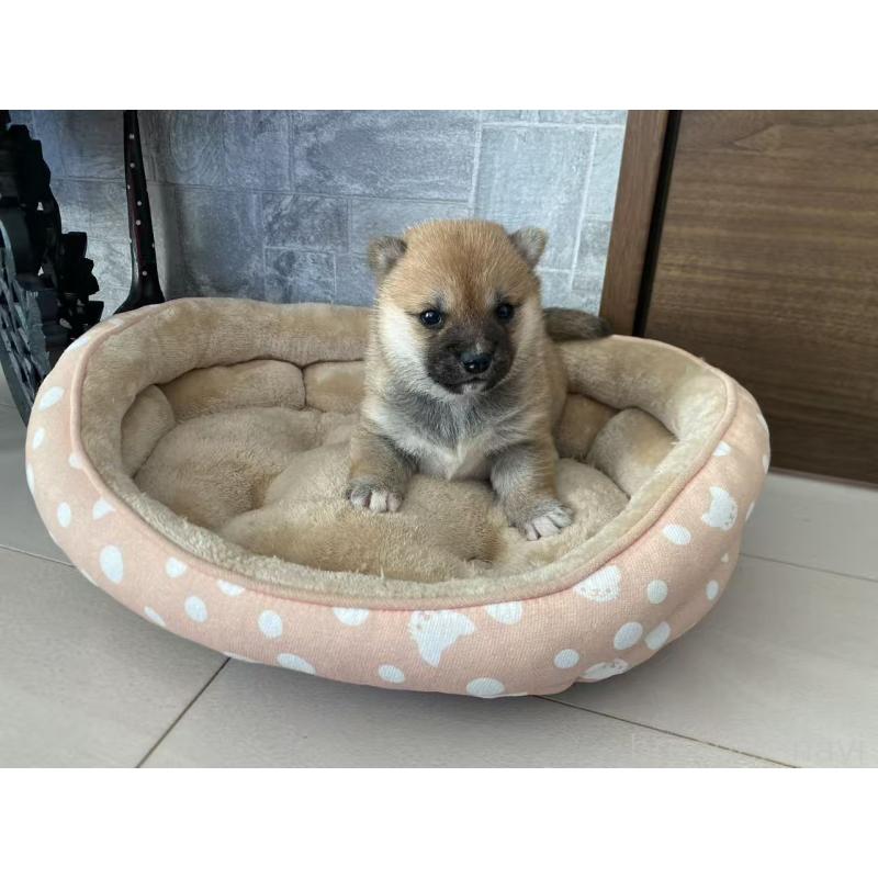 販売中の茨城県の豆柴-433189の4枚目