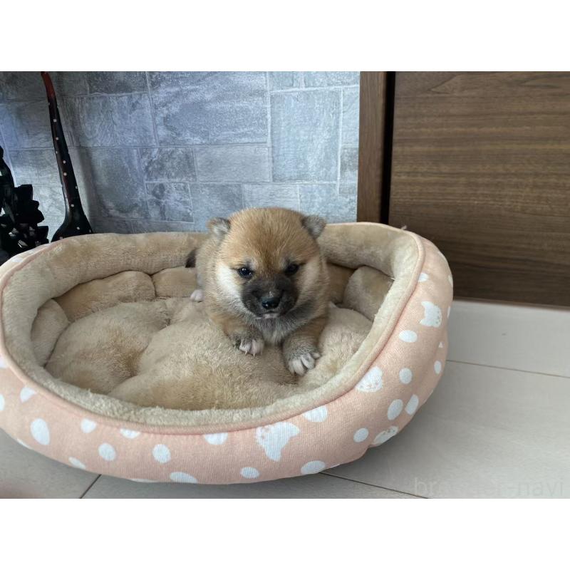 販売中の茨城県の豆柴-433189の3枚目