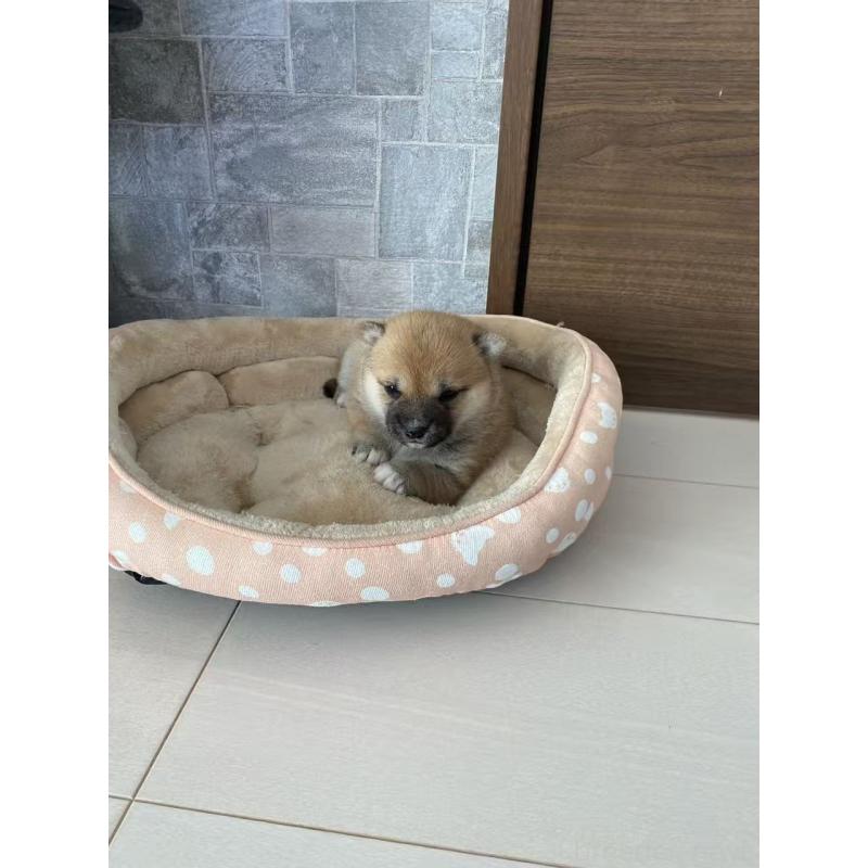 販売中の茨城県の豆柴-433189の2枚目