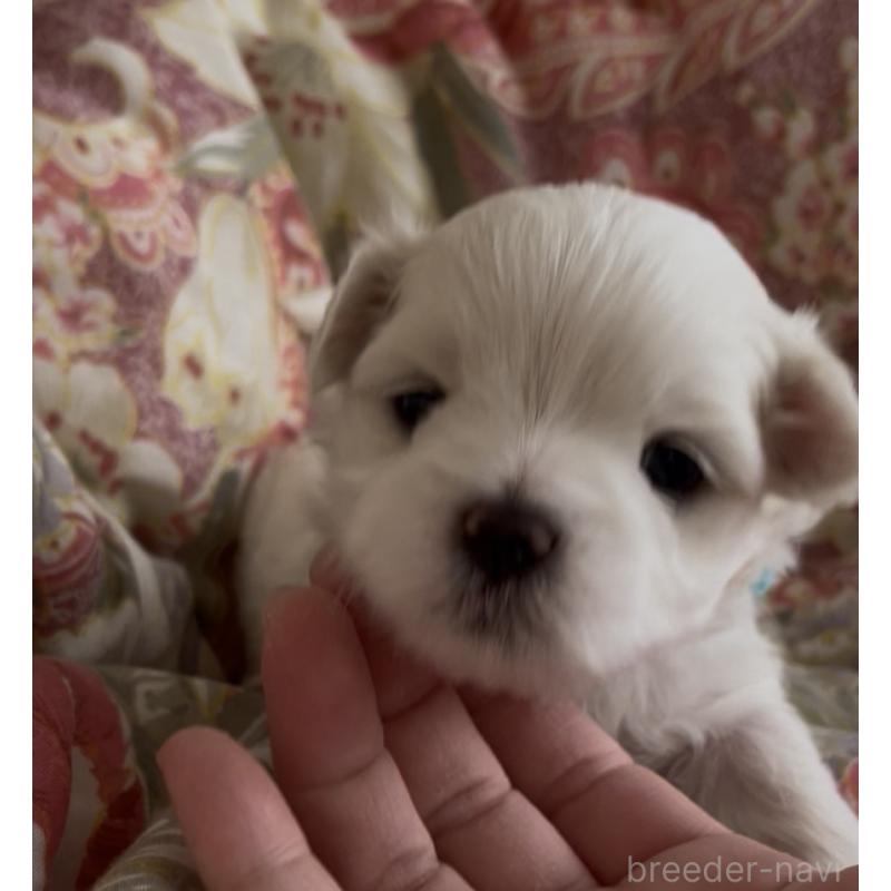 商談中の滋賀県のマルチーズ-430679の70枚目