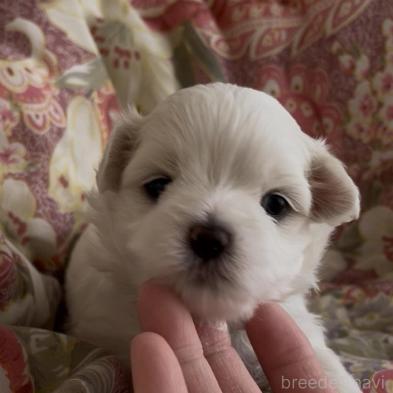 商談中の滋賀県のマルチーズ-430679の69枚目