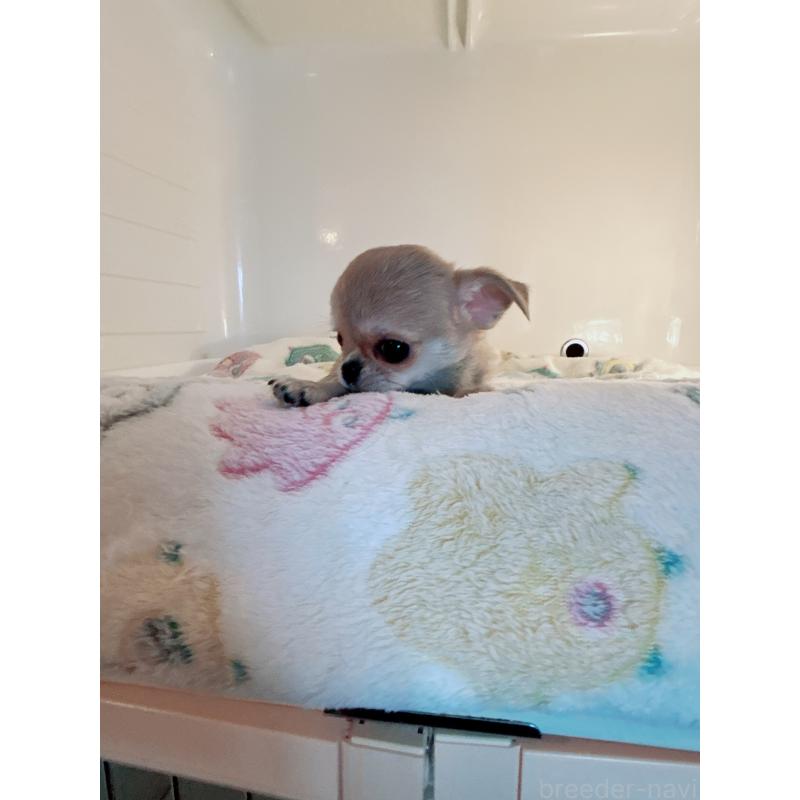 成約済の香川県のチワワ(スムースコート)-429835の2枚目