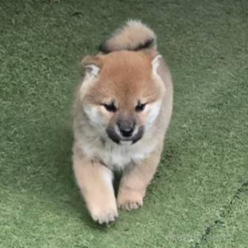 販売中の島根県の柴犬-433193の2枚目