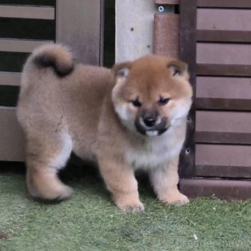 販売中の島根県の柴犬-433193の1枚目