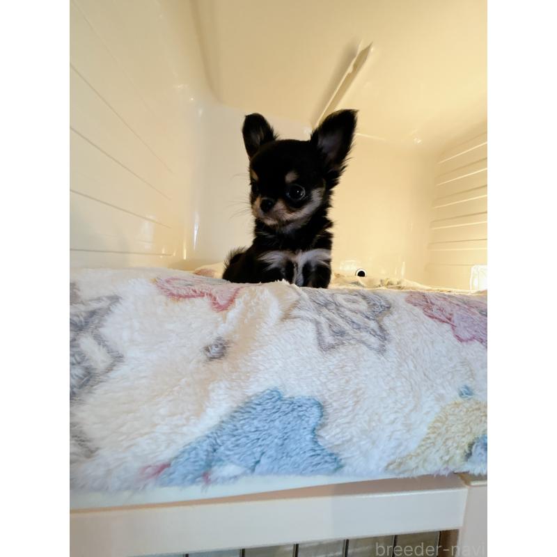 成約済の香川県のチワワ(ロングコート)-429833の3枚目