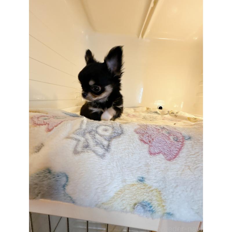 成約済の香川県のチワワ(ロングコート)-429833の2枚目