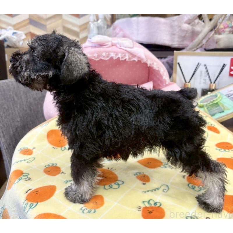 販売中の大阪府のミニチュアシュナウザー-433195の9枚目