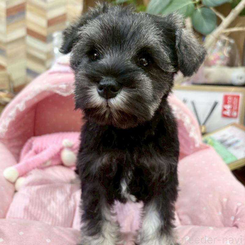 販売中の大阪府のミニチュアシュナウザー-433195の8枚目