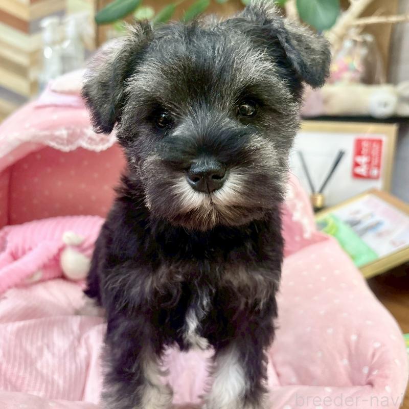 販売中の大阪府のミニチュアシュナウザー-433195の7枚目