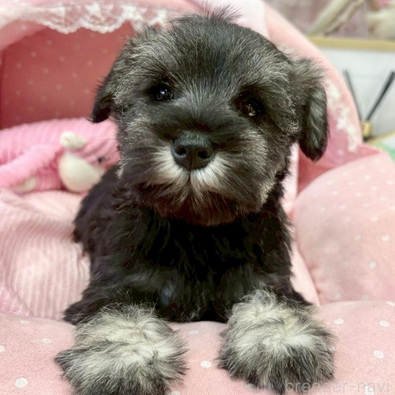 販売中の大阪府のミニチュアシュナウザー-433195の6枚目