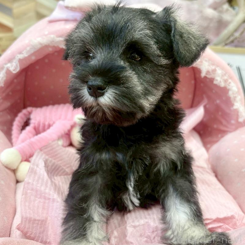 販売中の大阪府のミニチュアシュナウザー-433195の5枚目