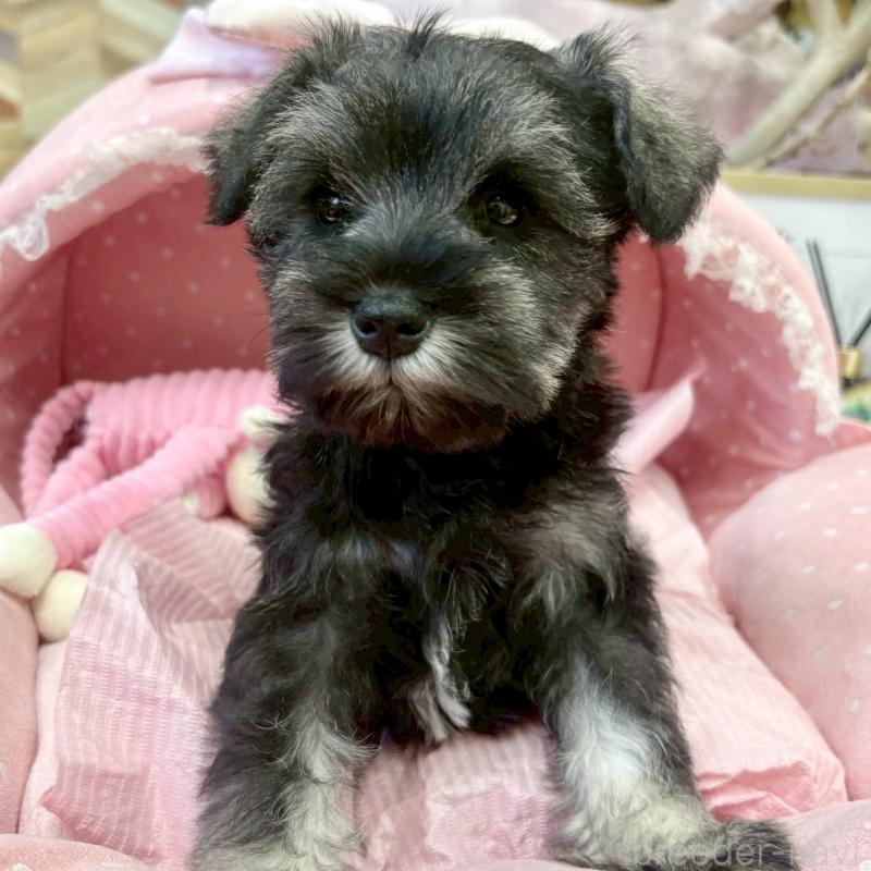 販売中の大阪府のミニチュアシュナウザー-433195の3枚目