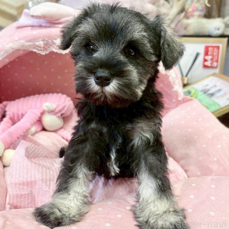 販売中の大阪府のミニチュアシュナウザー-433195の2枚目