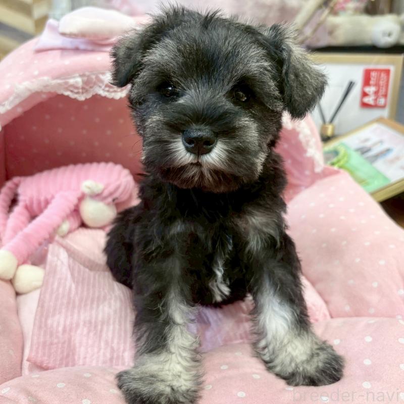 販売中の大阪府のミニチュアシュナウザー-433195