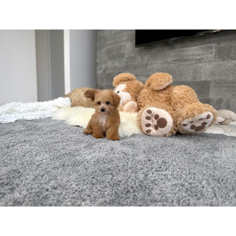 販売中の滋賀県のティーカッププードル-433196の7枚目