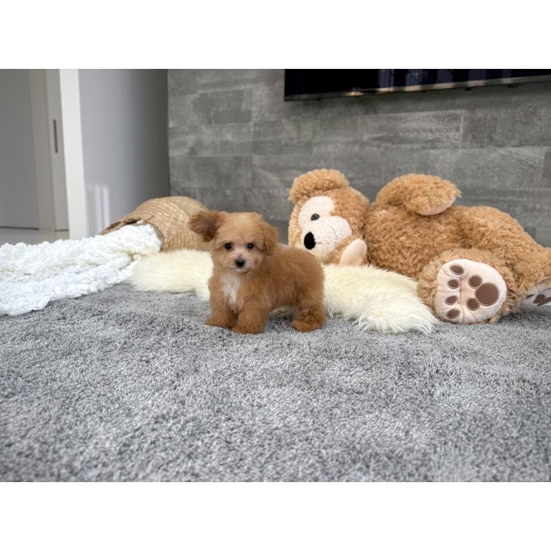 販売中の滋賀県のティーカッププードル-433196の6枚目