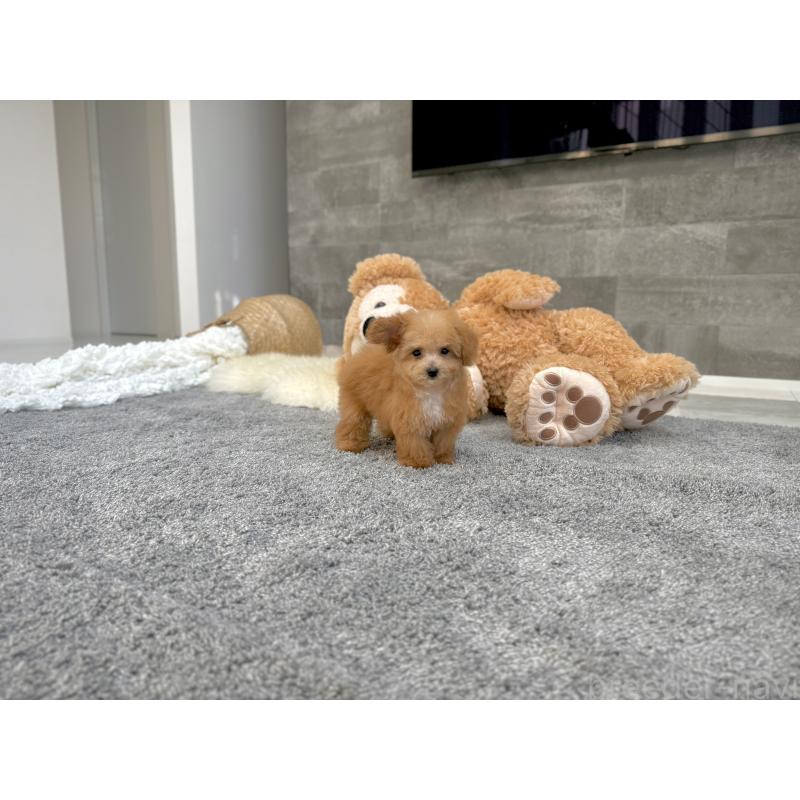 販売中の滋賀県のティーカッププードル-433196の5枚目