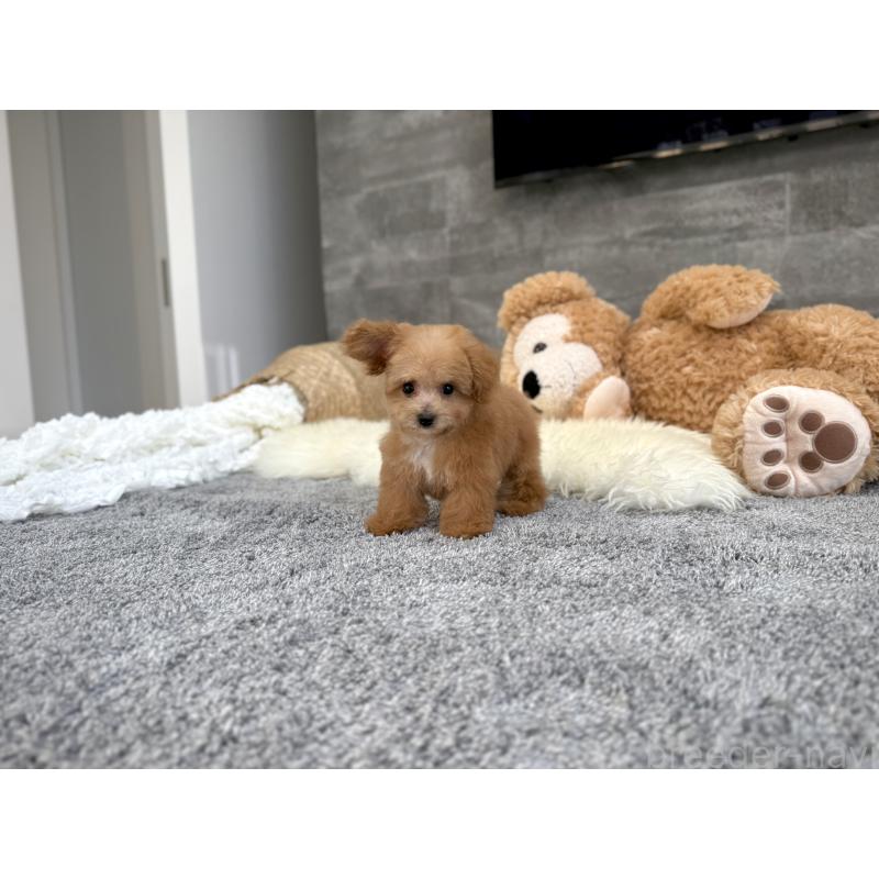 販売中の滋賀県のティーカッププードル-433196の4枚目