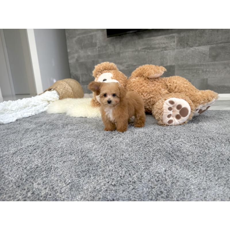 販売中の滋賀県のティーカッププードル-433196の3枚目